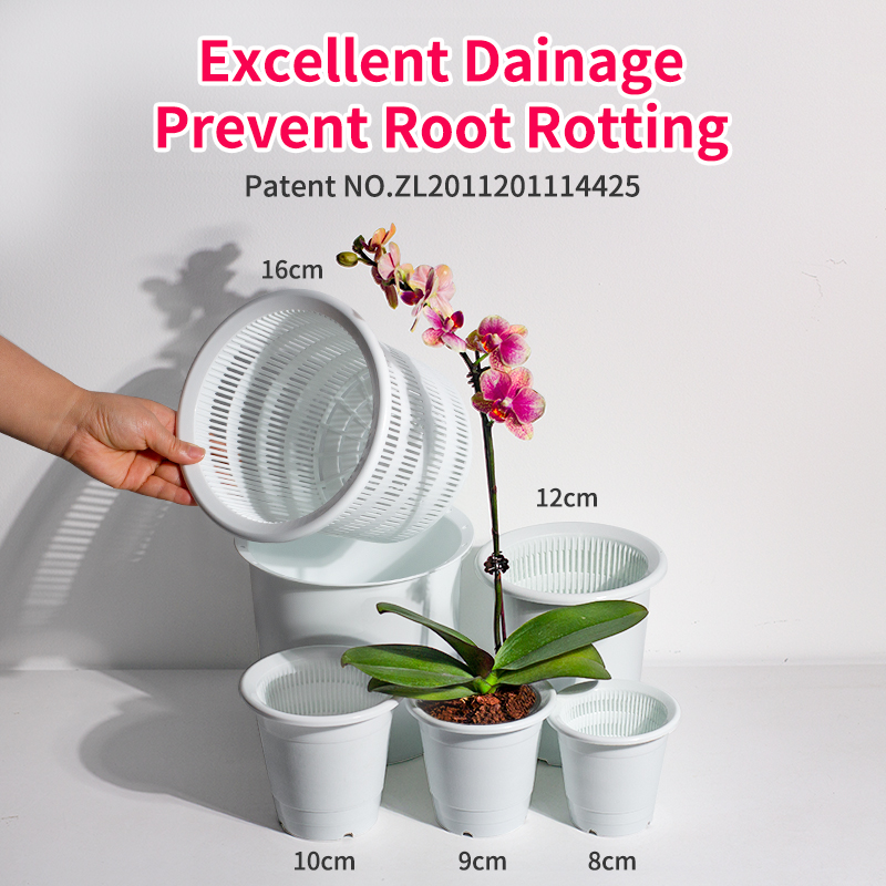 Double Wall Orchid Pot Succule - Echeveria Succulent review and price