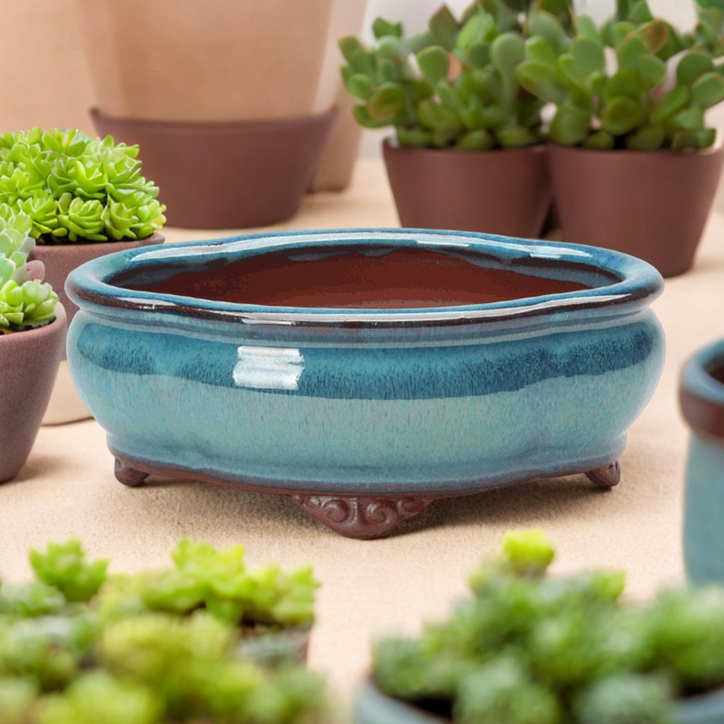 Ceramic Succulent Flower Pot C - Echeveria Succulent review and price